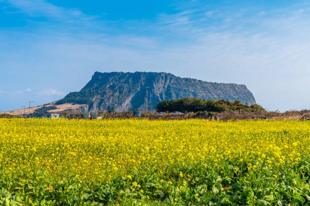 Geel koolzaadveld op Jeju met een vulkanische heuvel op de achtergrond