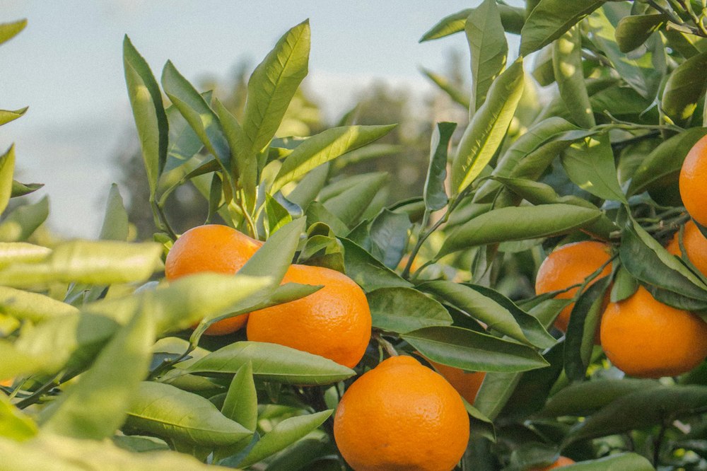Rijpe mandarijnen (hallabong) aan de boom op Jeju