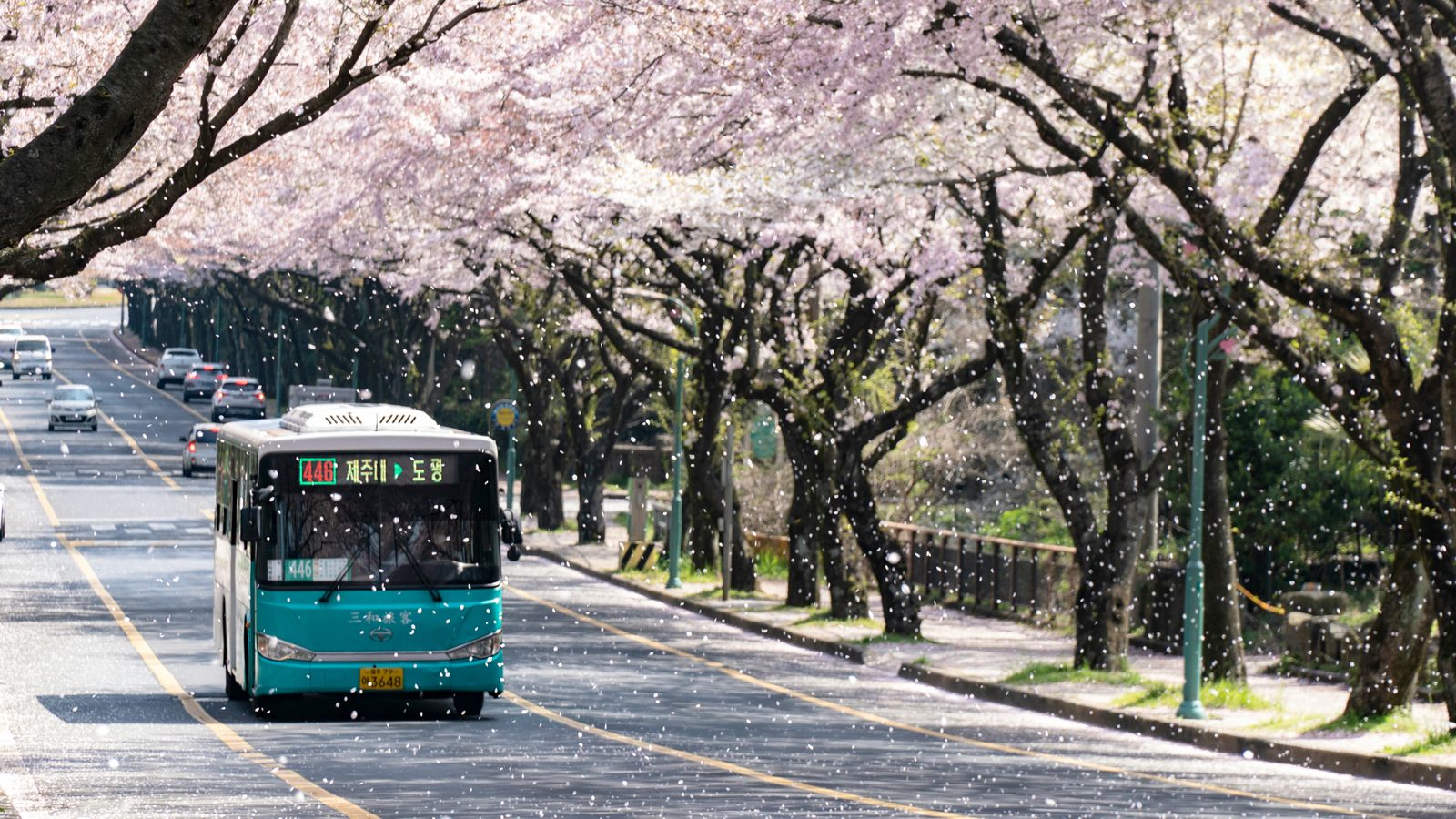 Kersenbloesem op Jeju Island