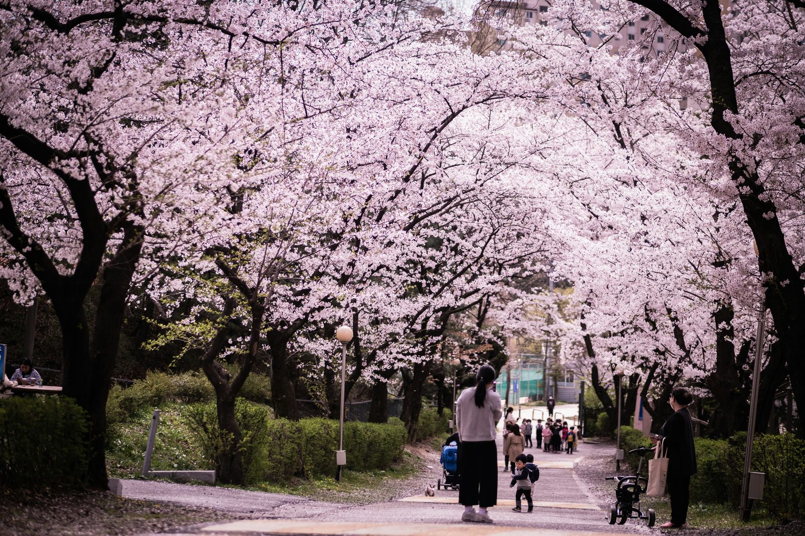 Bezoekers wandelen tijdens het kersenbloesemseizoen in Zuid-Korea