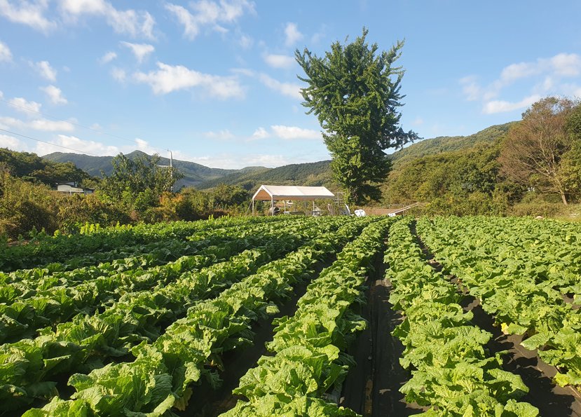 Landbouwveld met kool op het Koreaanse platteland