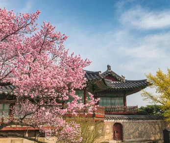 Cherry blossom beside a Korean palace