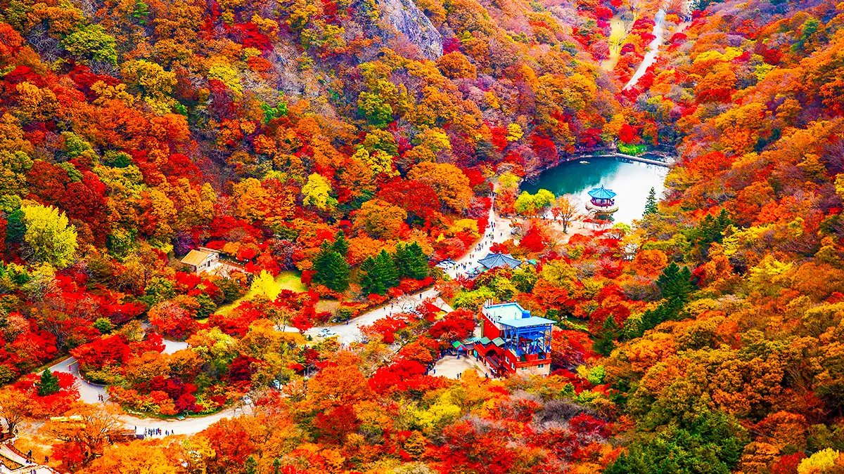 Luchtfoto van herfstkleuren in Naejangsan National Park