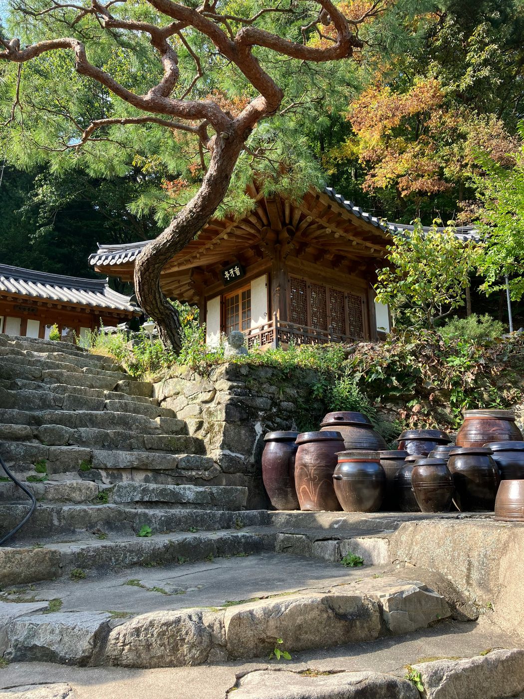 Traditioneel hanok-paviljoen met dennenboom en onggi-potten
