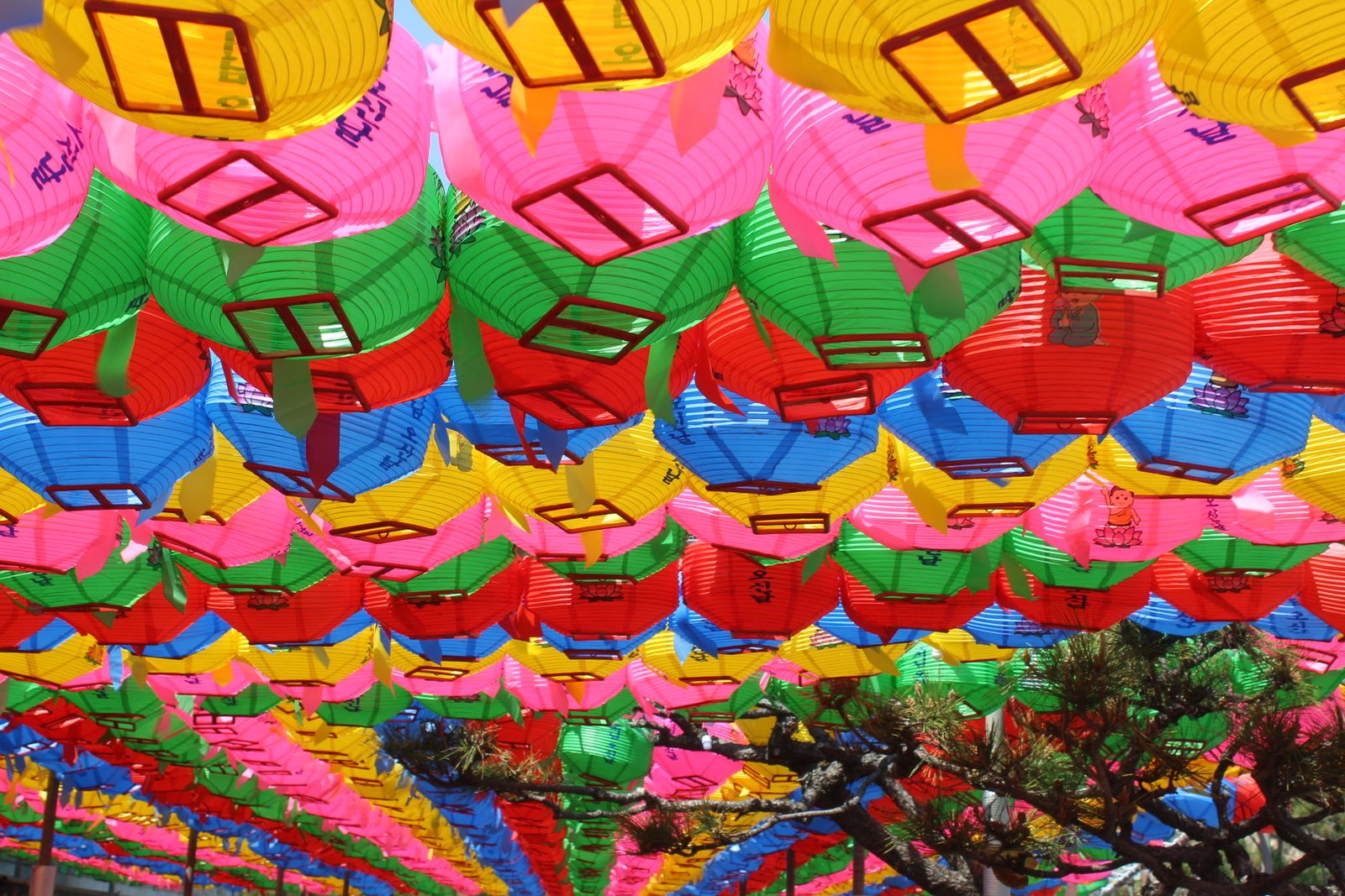 Lotus lanterns at a Korean temple